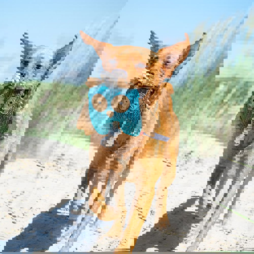 Hundespielzeug Eule, blau, one size