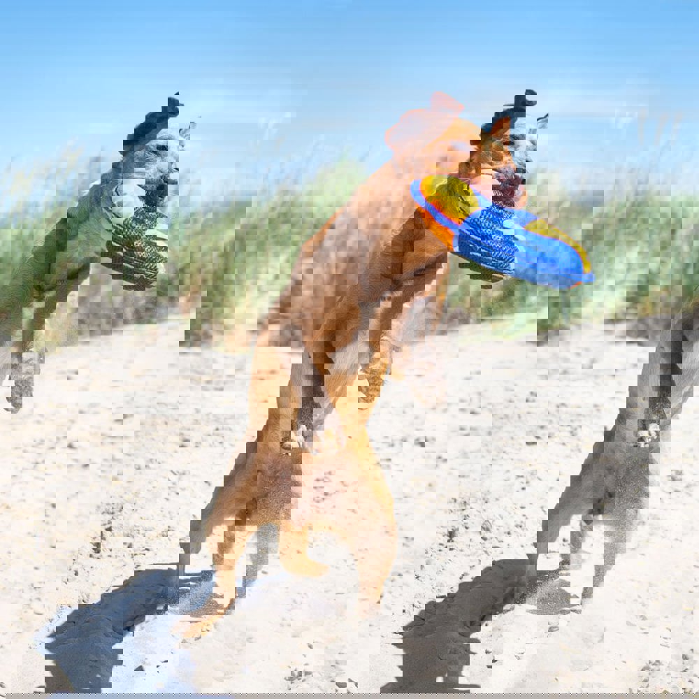 Hundespielzeug Flying Disc, gelb/blau, S