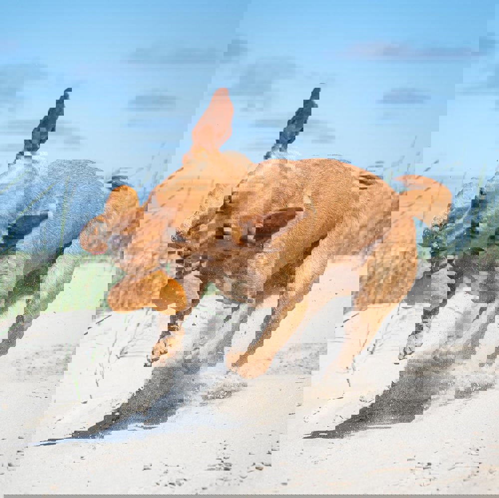 Hundespielzeug Knochen, braun, one size