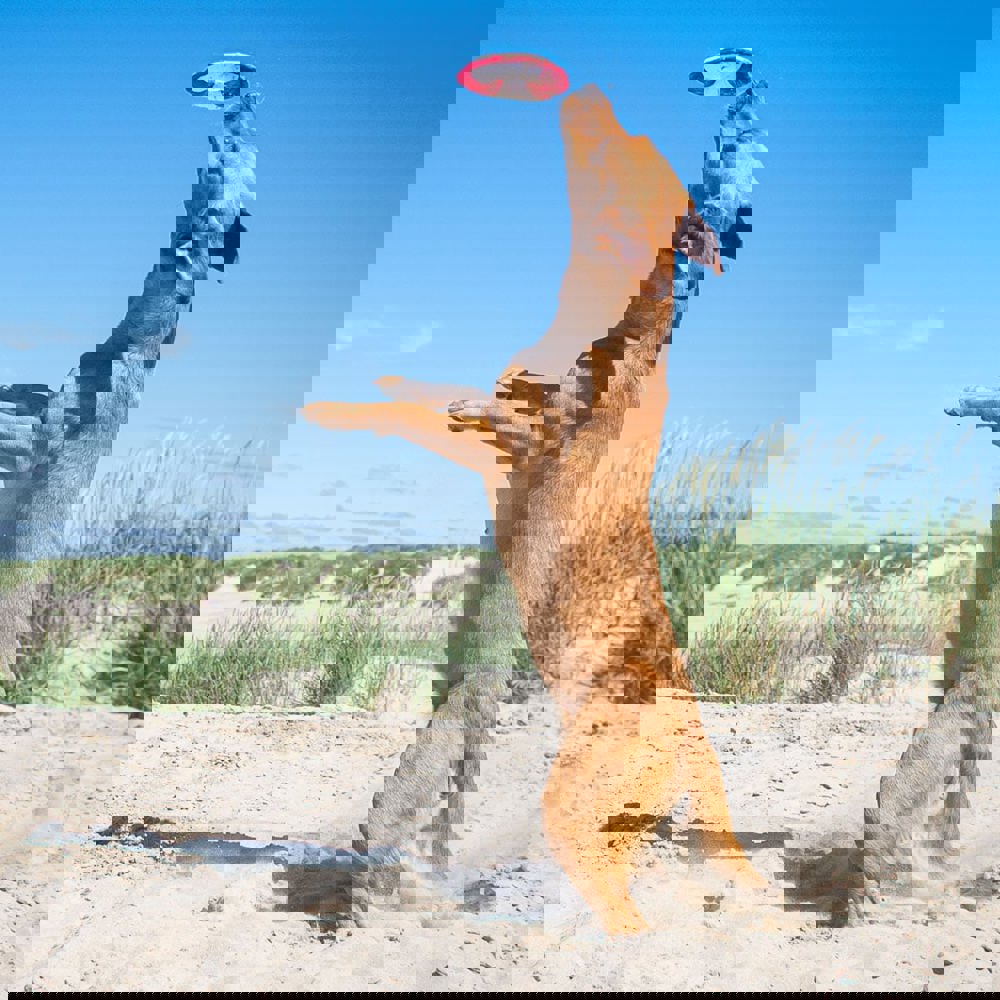 Hundespielzeug Flying Disc, weiß/rot, S