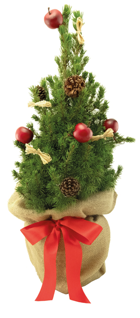 Classic-Bäumchen 35-45 cm, in Einzelkartonage