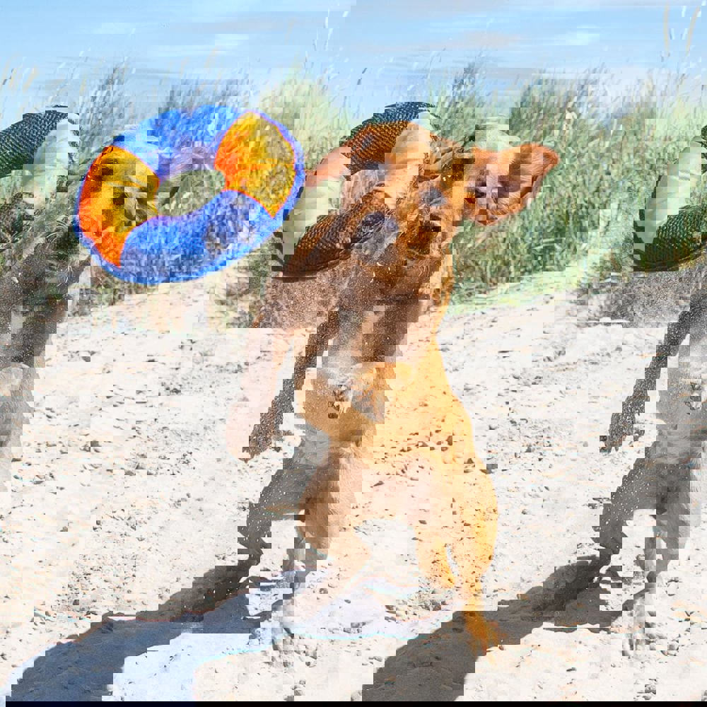 Hundespielzeug Flying Disc, gelb/blau, S